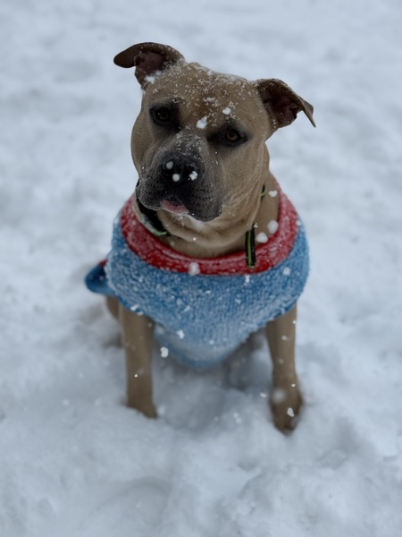 Entry image for Marshal. Clicking this image will show a larger photo