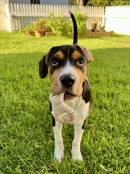 Entry image for Goose. Clicking this image will show a larger photo