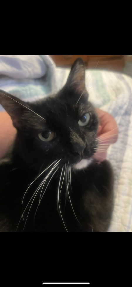 Entry image for Chloe . Clicking this image will show a larger photo