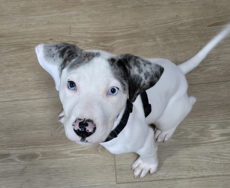 Entry image for Gator. Clicking this image will show a larger photo