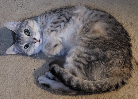 Entry image for Izzy. Clicking this image will show a larger photo