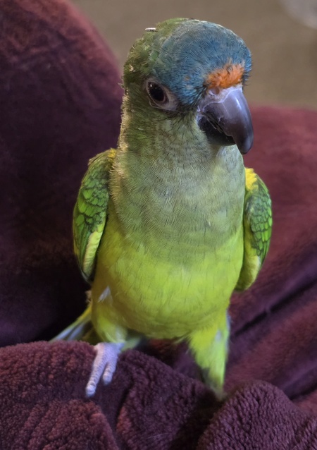 Entry image for Luna. Clicking this image will show a larger photo