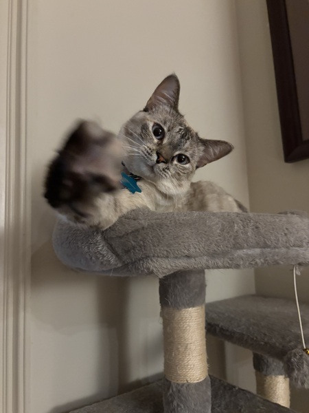 Entry image for Sesame . Clicking this image will show a larger photo