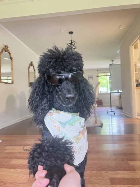 Entry image for Knight. Clicking this image will show a larger photo