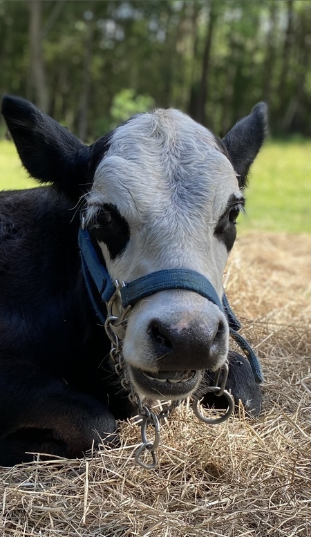 Entry image for Milo. Clicking this image will show a larger photo