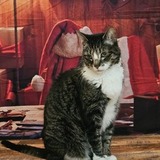 Entry image for Sweetie