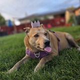 Entry image for Lily Bear