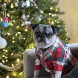 Entry image for Daisy 