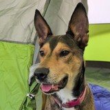 Entry image for Casey Jones 