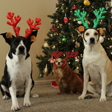 Entry image for Scottie, Salt, & Pepper 