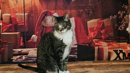 Entry image for Sweetie. Clicking this image will show a larger photo