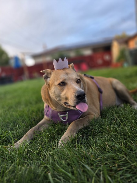 Entry image for Lily Bear. Clicking this image will show a larger photo