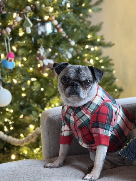 Entry image for Daisy . Clicking this image will show a larger photo