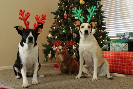 Entry image for Scottie, Salt, & Pepper . Clicking this image will show a larger photo