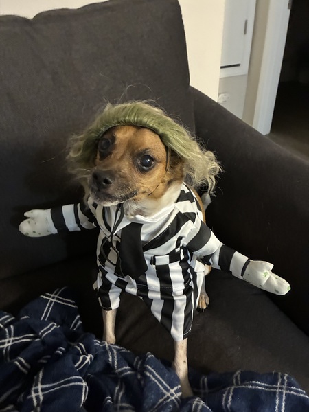 Entry image for Lucky. Clicking this image will show a larger photo