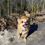 Entry image for Peanut