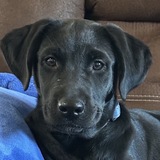 Entry image for Toad