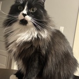 Entry image for Tito