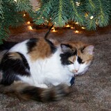 Entry image for Corrina