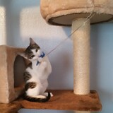 Entry image for Annie