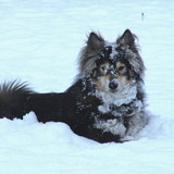 Entry image for Sheba