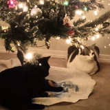 Entry image for Ebony and Annie