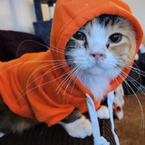 Entry image for Lil Gingee