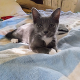 Entry image for Dash