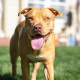 Entry image for Tucker