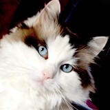 Entry image for Bess