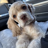 Entry image for Beans