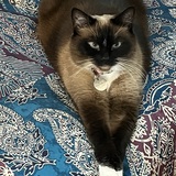 Entry image for Missy