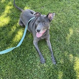 Entry image for Nala