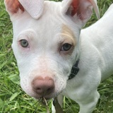 Entry image for Rollie