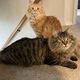 Entry image for Sunshine and Stormy 