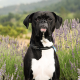 Entry image for Romeo