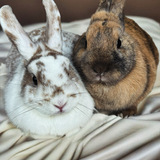 Entry image for Daphne and Quinn