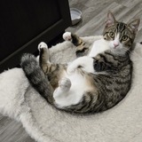 Entry image for DJ Purr