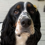 Entry image for Paisley