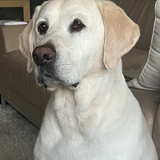 Entry image for Cooper