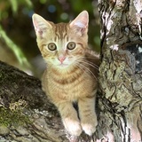 Entry image for Charlie