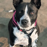 Entry image for Pupper