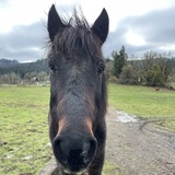 Entry image for Sammy