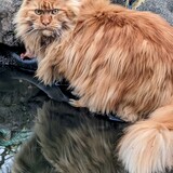 Entry image for Vladimir 