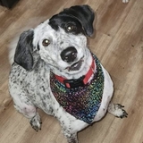 Entry image for Harper Lee