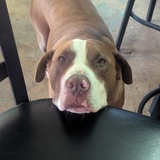 Entry image for Billy Boy 