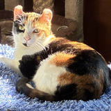 Entry image for Bella