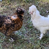 Entry image for Pretzel and Glamour