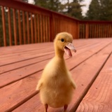 Entry image for Willy Wonky