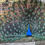 Entry image for Peep the peacock